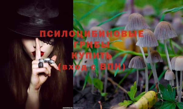 ГАЛЛЮЦИНОГЕННЫЕ ГРИБЫ Верея